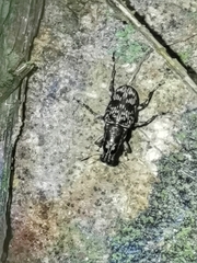 Acorynus frontalis