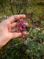 Corydalis paeoniifolia