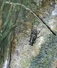 Acorynus frontalis
