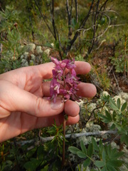 Corydalis paeoniifolia