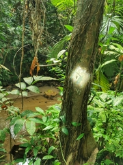 Acorynus frontalis