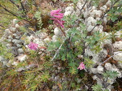 Corydalis paeoniifolia
