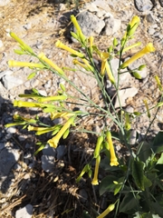 Nicotiana glauca