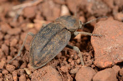 Somaticus