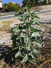 Nicotiana glauca