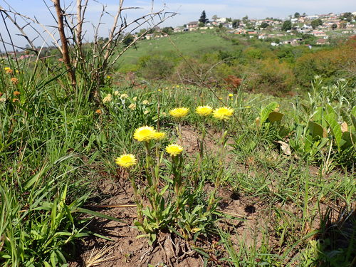 Image of Helichrysum aureum by (c) Mahomed Desai, some rights reserved (CC BY)