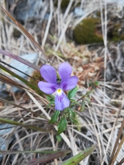 Viola dubyana