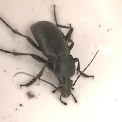 Carabus germarii
