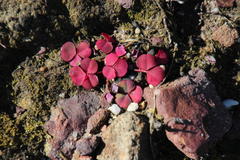 Oxalis commutata commutata