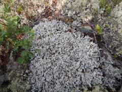 Stereocaulon paschale