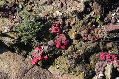 Oxalis commutata commutata