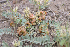 Astragalus iodanthus