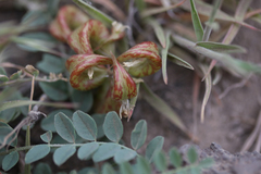 Astragalus iodanthus