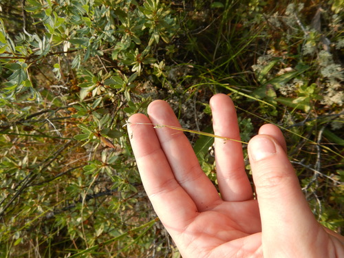 Carex sedakowii iNat (3)