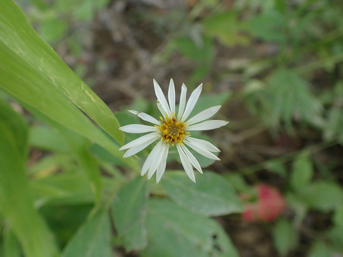 Rockcastle aster (Eurybia saxicastellii)