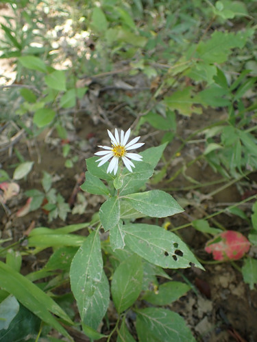 Eurybia saxicastellii, photograph 3