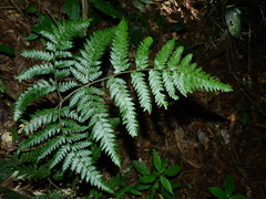 Triplophyllum dicksonioides