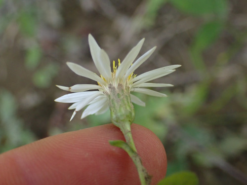 Eurybia saxicastellii, photograph 4