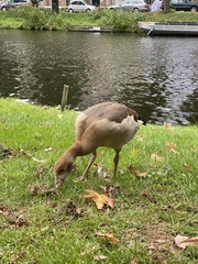 Alopochen aegyptiaca