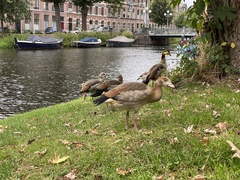 Alopochen aegyptiaca