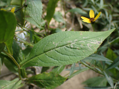 Eurybia saxicastellii, photograph 6