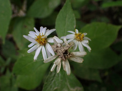 Eurybia saxicastellii, photograph (c) Evan M. Raskin, some rights reserved (CC BY)