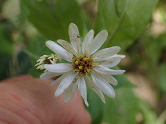 Eurybia saxicastellii, photograph (c) Evan M. Raskin, some rights reserved (CC BY)
