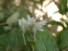 Eurybia saxicastellii, photograph (c) Evan M. Raskin, some rights reserved (CC BY)