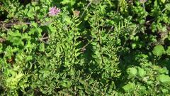 Cheilanthes viridis viridis