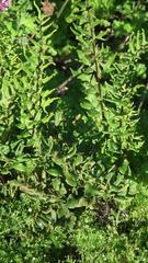 Cheilanthes viridis viridis