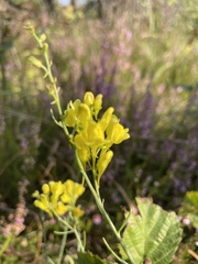 Linaria angustissima