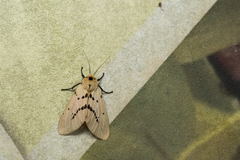 Spilarctia postrubida