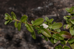 Gonocarpus oreophilus