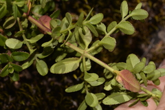 Gonocarpus oreophilus