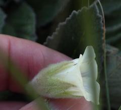 Hermannia geniculata