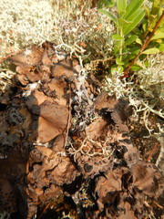 Umbilicaria muhlenbergii