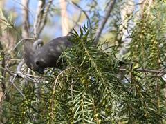 Corythaixoides concolor pallidiceps