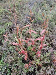 Koenigia tripterocarpa