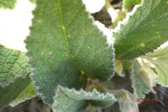 Hermannia geniculata