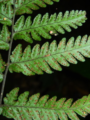 Triplophyllum dicksonioides