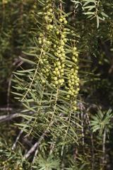 Corythaixoides concolor pallidiceps