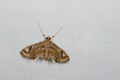 Eoophyla gibbosalis