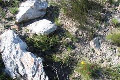 Protea scorzonerifolia
