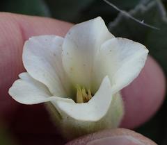 Hermannia geniculata