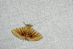 Pagyda auroralis