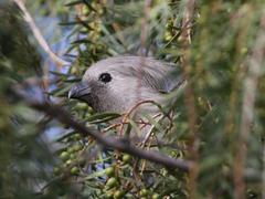 Corythaixoides concolor pallidiceps