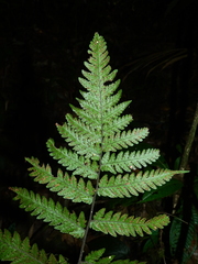 Triplophyllum dicksonioides
