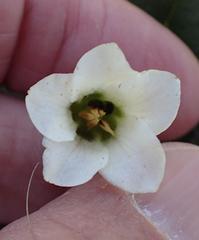 Hermannia geniculata