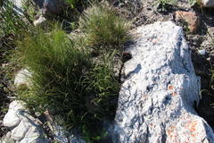 Protea scorzonerifolia