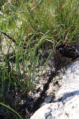 Protea scorzonerifolia